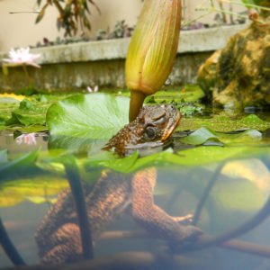 Buddha Frog - Photo