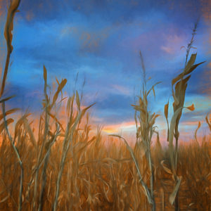 Corn Patch Sunset - Digital